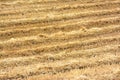 Harvested wheat in the field