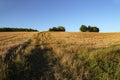 Harvested wheat field and a road at sunset Royalty Free Stock Photo