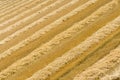 Harvested wheat field with rows of straw.