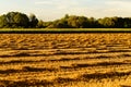 Harvested wheat field summer season landscape golden in sunset light