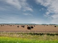 Harvested wheat grain field with rolls of hey for collection. Summer day with cloudy sky. Food supply chain. Grain product