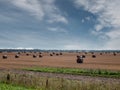 Harvested wheat grain field with rolls of hey for collection. Summer day with cloudy sky. Food supply chain. Grain product