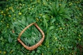 Harvested wild garlic leaves in wicker basket in green forest floor