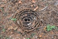 Harvester Ant Nest