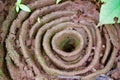 Harvester Ant nest opening