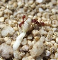 Harvester Ants eating Single Needle PiÃÂ±on pine nuts