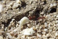 Harvester Ants eating Single Needle PiÃÂ±on a pine nut
