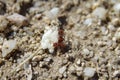 Harvester Ants Eating Single Needle PiÃÂ±on Pine Nut