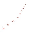 Harvester ants walk in line teamwork and discipline