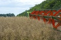 Harvester harvester collecting ripe rapeseed beans on the field