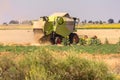 Harvester collecting wheat in summer