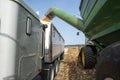 Harvester combine dumping corn into semitruck in corn field during harvest Royalty Free Stock Photo