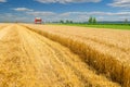 Harvester combine harvesting wheat on agricultural summer field Royalty Free Stock Photo