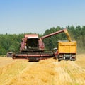 Harvester combine harvesting wheat and pouring it into tractor t