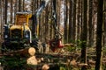 Harvester cuts down dead trees to protect the forest Royalty Free Stock Photo