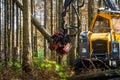 Harvester cuts down dead trees to protect the forest Royalty Free Stock Photo