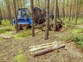 Harvester truck work in young pine forest. Skilful three axes harvester.