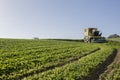 Harvester gathering spinachs at Vegas Bajas del Guadiana, Spain Royalty Free Stock Photo