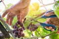 Harvester hands cutting ripe grapes on a vineyard. Royalty Free Stock Photo