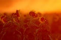 The harvester harvests sunflowers