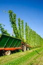 Harvester on a Hop Field Royalty Free Stock Photo