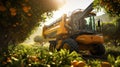 Harvester, machine picking oranges on plantation, garden, farm. Summer harvesting season. Daytime work Royalty Free Stock Photo