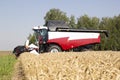 Harvester machine to harvest wheat field working. Combine agriculture harvesting golden ripe . Royalty Free Stock Photo