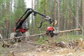 Harvester machine working in a forest, chopping a young pine tree