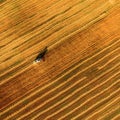 Harvester working in field and mows wheat. Ukraine. Aerial view. Royalty Free Stock Photo