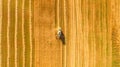 Harvester working in field and mows wheat. Ukraine. Aerial view. Royalty Free Stock Photo