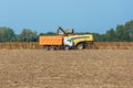 Harvesters harvest ripened sunflowers on a field.