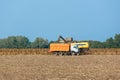 Harvesters harvest ripened sunflowers on a field.