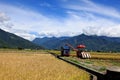 Harvesters on Paddy Field in TaidongÃ¯Â¼ÅTaiwan Royalty Free Stock Photo