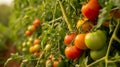 Harvesting an Abundance of Organic Tomatoes: A Visual Delight in Stunning