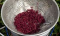 Harvesting Amaranth Seeds Royalty Free Stock Photo