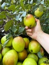 Harvesting apple. Female hand touching fresh ripe yellow green fruit on branch of apple tree in orchard. Royalty Free Stock Photo