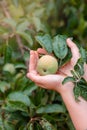 Harvesting apples. Close-up and selective focus of hands picking ripe and fresh green apple Royalty Free Stock Photo