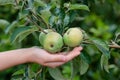 Harvesting apples. Close-up and selective focus of hands picking ripe and fresh green apple Royalty Free Stock Photo