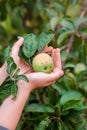 Harvesting apples. Close-up and selective focus of hands picking ripe and fresh green apple Royalty Free Stock Photo