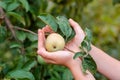 Harvesting apples. Close-up and selective focus of hands picking ripe and fresh green apple Royalty Free Stock Photo