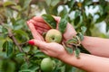 Harvesting apples. Close-up and selective focus of hands picking ripe and fresh green apple Royalty Free Stock Photo