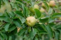 Harvesting apples. Close-up and selective focus of hands picking ripe and fresh green apple Royalty Free Stock Photo