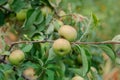 Harvesting apples. Close-up and selective focus of hands picking ripe and fresh green apple Royalty Free Stock Photo