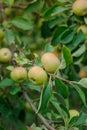 Harvesting apples. Close-up and selective focus of hands picking ripe and fresh green apple Royalty Free Stock Photo