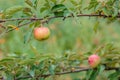 Harvesting apples. Close-up and selective focus of hands picking ripe and fresh green apple Royalty Free Stock Photo