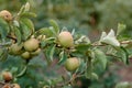 Harvesting apples. Close-up and selective focus of hands picking ripe and fresh green apple Royalty Free Stock Photo