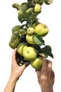 Harvesting apples with hands from a tree branch isolated Royalty Free Stock Photo