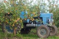 Harvesting of apples in the orchard. Trees with ripe apples and a tractor. Rustic style, selective focus. Royalty Free Stock Photo