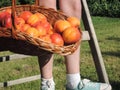Harvesting apricot.