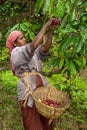 Harvesting of the Arabica coffee berry in the plantations of the western ghats of Kerala. India